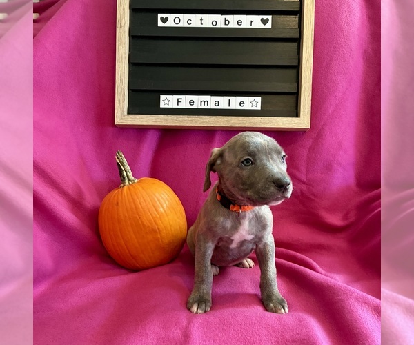 Medium Photo #3 Cane Corso Puppy For Sale in FRANKLIN PARK, IL, USA