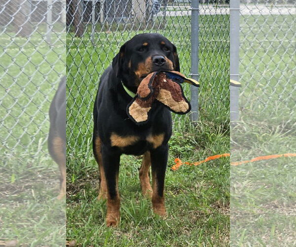 Medium Photo #5 Rottweiler-Unknown Mix Puppy For Sale in White Hall, AR, USA