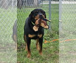 Small #4 Rottweiler Mix