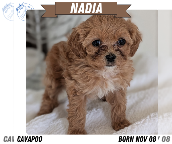 Medium Photo #1 Cavapoo (Miniature) Puppy For Sale in GOSHEN, IN, USA