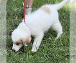 Small #1 Great Pyrenees