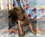 Puppy Puppy 3 Cane Corso