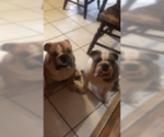 Small Photo #3 English Bulldog Puppy For Sale in EAST HAVEN, CT, USA