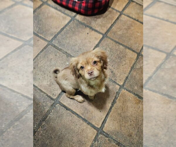 Medium Photo #3 Dachshund-Spaniel Mix Puppy For Sale in Apple Valley, CA, USA