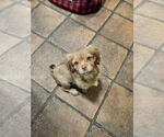 Small #2 Dachshund-Spaniel Mix