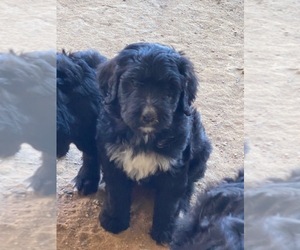 Bernedoodle Puppy for sale in SCOTTSDALE, AZ, USA