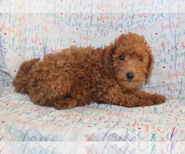 View Ad Goldendoodle (Miniature) Puppy for Sale near Indiana, BLOOMINGTON, USA. ADN687502