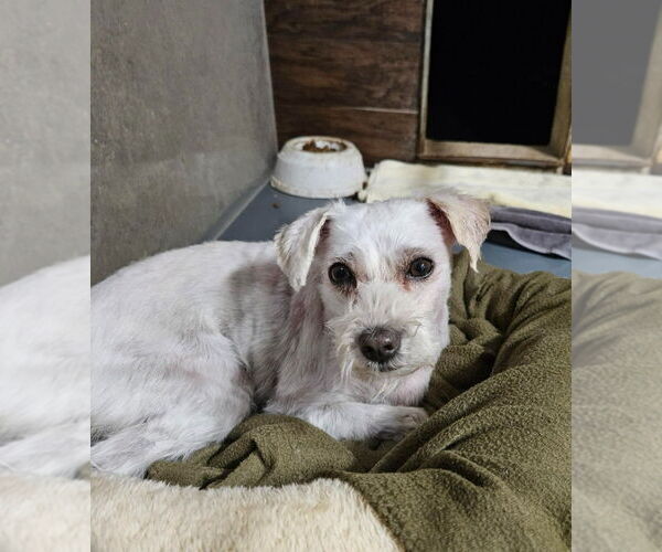 Medium Photo #6 Mutt Puppy For Sale in Lake Forest, CA, USA