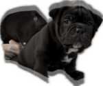 Puppy Puppy 4 Chinese Shar-Pei-English Bulldog Mix