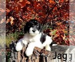 Small Photo #1 Saint Berdoodle-Sheepadoodle Mix Puppy For Sale in MILLVILLE, MN, USA