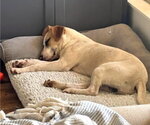 Small #5 Labrador Retriever Mix