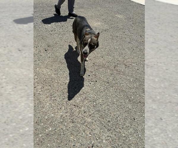 Medium Photo #1 Mutt Puppy For Sale in Stockton, CA, USA
