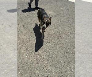 Mutt Dogs for adoption in Stockton, CA, USA