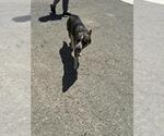Small Mutt