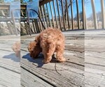 Small Photo #21 Goldendoodle (Miniature) Puppy For Sale in GASTONIA, NC, USA