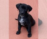 Small Photo #1 American Pit Bull Terrier-Black Mouth Cur Mix Puppy For Sale in Bolivar, MO, USA