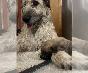 Mother of the Irish Wolfhound puppies born on 05/03/2025