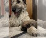 Small Photo #1 Irish Wolfhound Puppy For Sale in WINDSOR, MO, USA