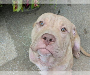 Frankie OâMalley    (2026) - Male Mutt Dog for Adoption - Photo #2
