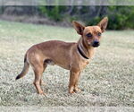 Small #3 Chihuahua Mix