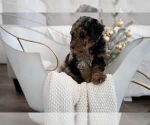 Miniature Bernedoodle Puppy for sale in LONG BEACH, CA, USA