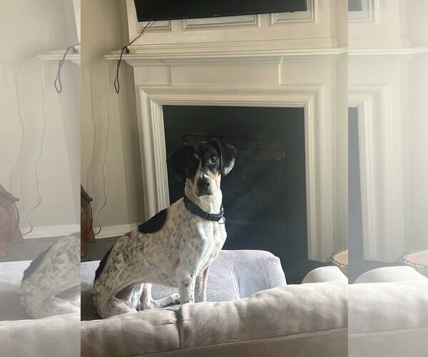 Medium Photo #7 American Foxhound-Beagle Mix Puppy For Sale in Holly Springs, NC, USA