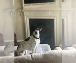 Small #6 American Foxhound-Beagle Mix