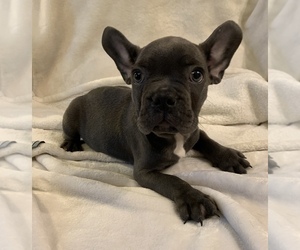 French Bulldog Puppy for sale in JOHNS ISLAND, SC, USA