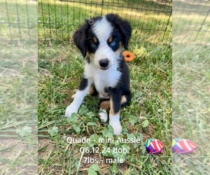 Miniature Australian Shepherd Puppy for sale in CASSVILLE, MO, USA