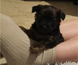 Medium Chihuahua-Chiweenie Mix
