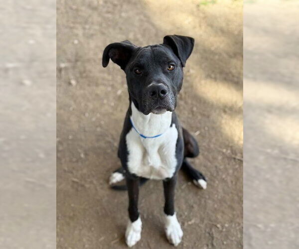 Medium Photo #1 Great Dane-Unknown Mix Puppy For Sale in Riverside, CA, USA