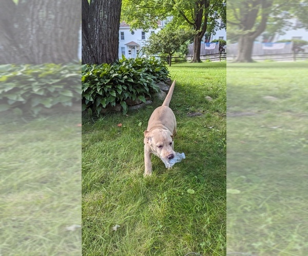 View Ad Labrador Retriever Litter of Puppies for Sale near