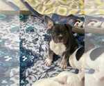 Small #2 French Bulldog