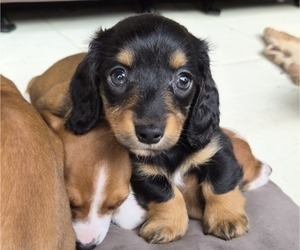 Medium Dachshund