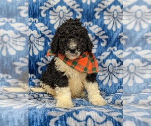 Bernedoodle-Poodle (Standard) Mix Puppy for sale in CHRISTIANA, PA, USA