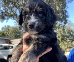 Puppy Pollo Aussiedoodle