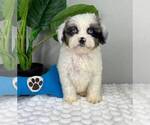 Small Photo #4 Cavapoo Puppy For Sale in FRANKLIN, IN, USA