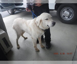 Great Pyrenees Dogs for adoption in Oroville, CA, USA