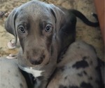 Puppy Reverie Irish Dane