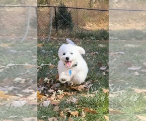 Bichon Frise Dogs for adoption in St. Louis Park, MN, USA