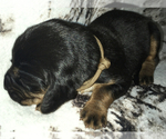 Small #3 Bloodhound