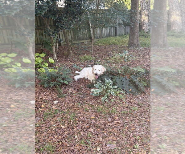 Medium Photo #3 Golden Retriever-Unknown Mix Puppy For Sale in Raleigh, NC, USA