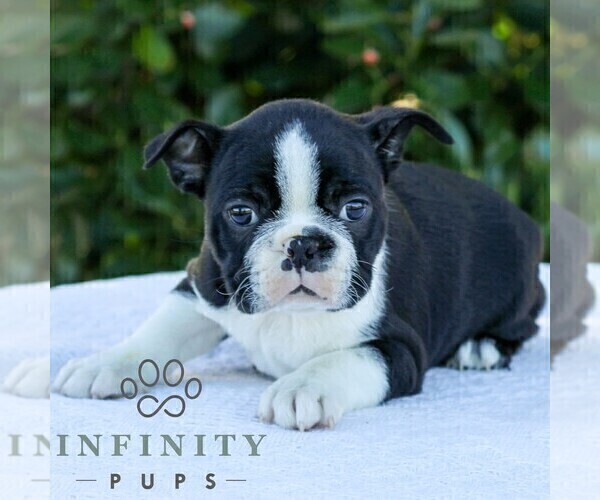 Medium Photo #4 Boston Terrier Puppy For Sale in MANHEIM, PA, USA