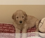 Small Photo #1 Goldendoodle Puppy For Sale in SAINT AUGUSTINE, FL, USA