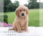 Image preview for Ad Listing. Nickname: Ruby