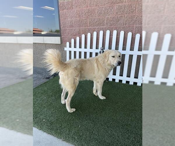 Medium Photo #1 Great Pyrenees Puppy For Sale in Modesto, CA, USA