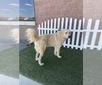 Small Great Pyrenees