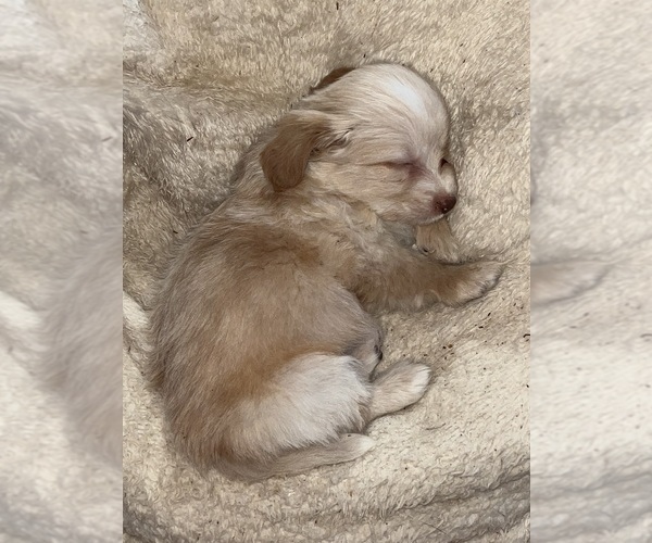 Medium Photo #3 Eskipoo (Miniature) Puppy For Sale in LAFAYETTE, MS, USA