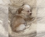 Small #2 Eskipoo (Miniature)