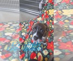 Small #2 American Pit Bull Terrier-Border Collie Mix